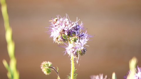 Phacelia tanacetifolia is a species of flowering plant in the borage family Boraginaceae, known by the common names lacy phacelia, blue tansy or purple tansy. A bee collects nectar from a flower.