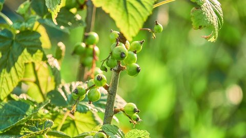 Unripe blackcurrant fruit. The blackcurrant (Ribes nigrum), also known as black currant or cassis, is a deciduous shrub in the family Grossulariaceae grown for its edible berries.