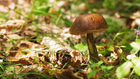 Graded closeup shot of the edible Boletus mushroom, filmed with a fast macro lens in UHD