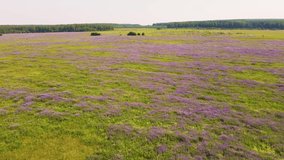 Purple lupine flowers on a borderless meadow, aerial view. Colorful footage, videophone for intros, inscriptions, titles, interruptions, transitions. The concept of beauty in nature. UHD 4K.
