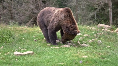 Brown wild bear walking in forest. UHD 4k video