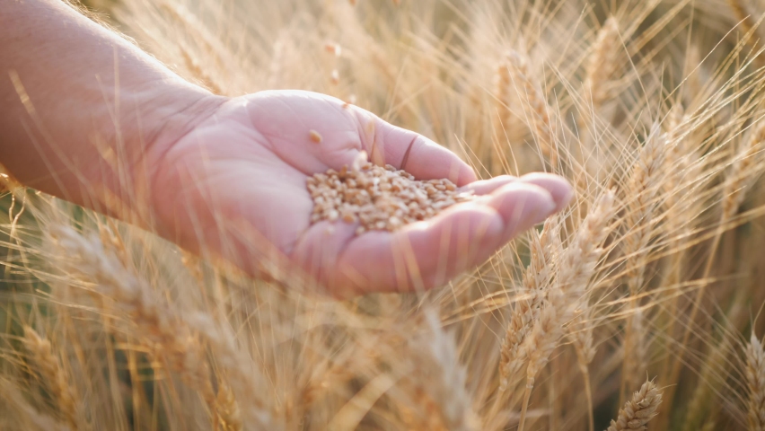 Agriculture, Wheat Harvest. Wheat grain in a hands after good harvest. Harvested wheat in the hands of a man agronomist. A farmer checks quality of the crop before harvesting in a wheat field. Royalty-Free Stock Footage #1077019880