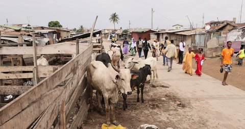 ACCRA, GHANA - 20 JUL 2021: Cattle yard corral Muslim neighborhood Accra Ghana Africa. Eid al Adha festival Accra Ghana. West Africa towns, villages communities have livestock, cows goats, sheep.