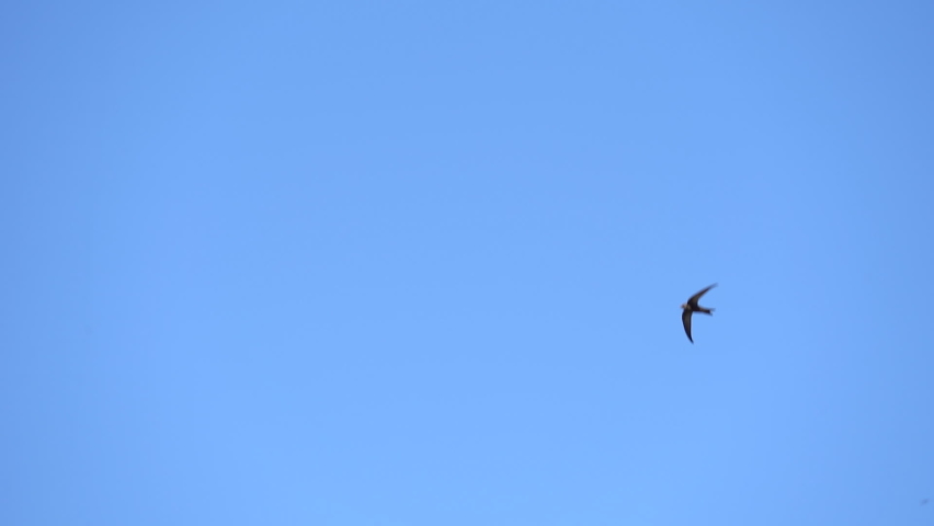 Rapid flight the Common swift also named as martlet or Apus apus in detail. Slow motion shot Royalty-Free Stock Footage #1077032750
