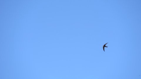 Rapid flight the Common swift also named as martlet or Apus apus in detail. Slow motion shot