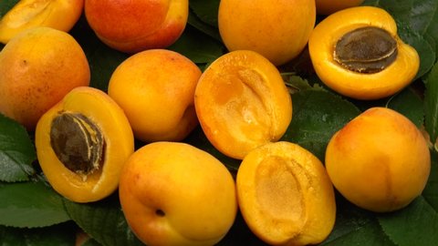 Ripe whole apricots and apricot halves with kernels inside lie on the green leaves of an apricot tree, background