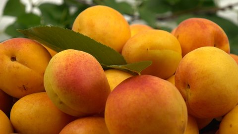 Ripe whole apricots and apricot halves with kernels inside against a background of the green leaves