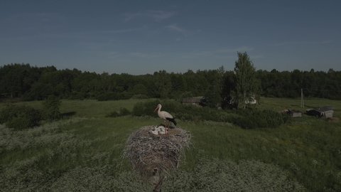 White stork in the nest with babies. Three baby storks with their parent. Aerial flight near the birds nest.