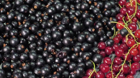 Red currants and blackcurrants revolve around a black board.