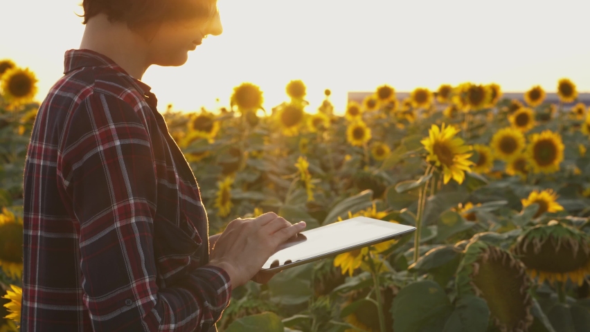 Farmer girl working with tablet in blooming sunflower field analyzes sunflower seed harvest. Blooming sunflower fields at sunset. Agronomist, checks quality of crop before harvesting. Agribusiness.
 Royalty-Free Stock Footage #1077036284