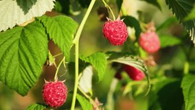Red and pink ripe Raspberries sway in the wind. Raspberries on a branch in the garden. Healthy food organic nutrition close up 4k resolution video banner