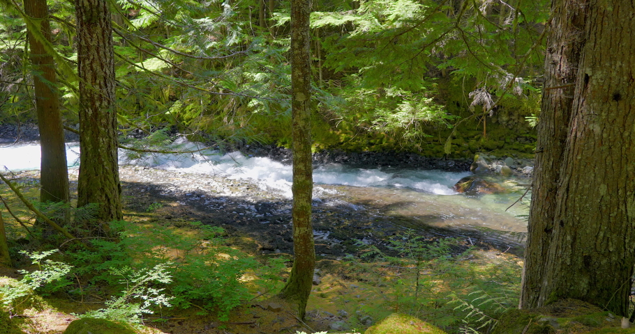 Establishing shot of Majestic mountain river with forest background in Vancouver, Canada, North America. Day time on July 2021. Still camera view. ProRes 422 HQ.