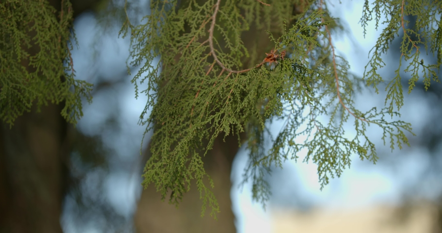 Green Giant Arborvitae Stock Video Footage - 4K and HD Video Clips