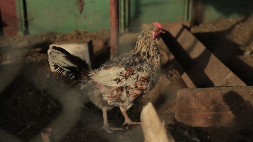 Chickens in the Belarusian village