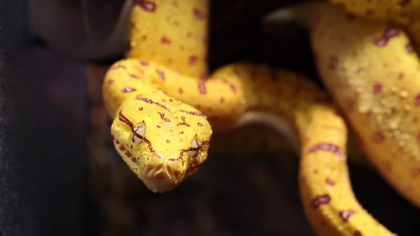 Morelia Viridis Green Tree Python