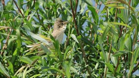 Singing marsh warbler (Acrocephalus palustris). Closeup 4k video sitting in a bush.