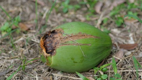 Young Coconut Fell Tree Caused By Stock Footage Video (100% Royalty ...