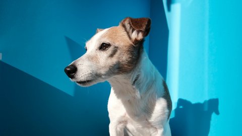 Adorable curious Jack Russell terrier dog with drooping funny brown ears looks awey sitting on light blue background close view