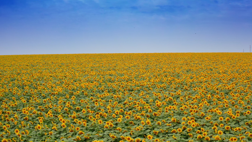 Sunflower field. Beautiful yellow flowers blooming in summer. Drone moving over plantation of young sunflowers under blue sky. Agriculture of sunflowers. Aerial view