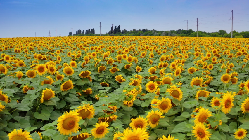 Long rows of nice yellow sunflower in the field under the blue sky at clear summer day. Aerial view, slow motion forward