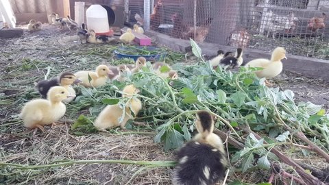 Muscovy ducklings eat freshly plucked green amaranth with great pleasure on the farm