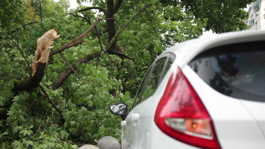 Insurance problem, bad luck, car parking concept. Tree on car after hurricane damaged. Vehicle damaged by fallen tree during storm. Vehicle parked in driveway has wood fall on to it during windstorm
