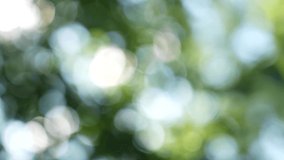 Beautiful green vibrant natural 4K video bokeh abstract Christmas background. Defocused leaves of old trees and soft sunset sunlight transparenting through branches isolated on blue sky