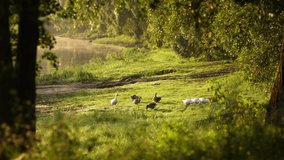 4k stock video footage of group of cute white and brown healthy happy geese walking on grassy land and swimming in river water in sunny sunrise summer countryside landscape