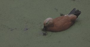 Duck on a blooming lake. Ruddy shelduck Tadorna ferruginea is a member of the family Anatidae. Tadorna ferruginea swimming on a lake. 4K slow motion 120 fps video, ProRes 422, ungraded C-LOG 10 bit
