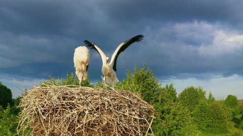 White stork (Ciconia ciconia).
young white storks in the nest against a background of blue sky with clouds. Bird's-eye. The birds are preparing for the wintering flight.