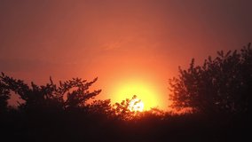 4k stock video footage of scenic silent early morning weather in summer countryside. Dark silhouettes of old green trees, pink and yellow gradient sky and orange sunrise sun seen behind branches