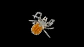 Spider under a microscope, Arachnida class, Arthropoda squad. Video shows a heartbeat. Spiders are predators, feed primarily on insects or other small animals. Size 3 mm