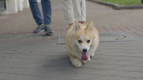 Dog walker strides with his pet