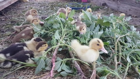 Muscovy ducklings eat freshly plucked green amaranth with great pleasure on the farm
