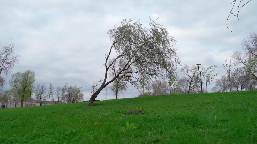 lonely leaning tree with wooden bird feeder on green hill in city spring park. Slanted tree. fresh green grass. camera movement