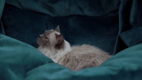 Beautiful pedigree Ragdoll Pussy Cat looks to straight to camera while sitting comfortably in a teal green blue bean bag chair. 4k footage of cat snuggled into a chair. Real time motion