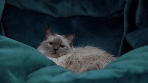 Beautiful pedigree Ragdoll Pussy Cat looks to straight to camera while sitting comfortably in a teal green blue bean bag chair. 4k footage of cat snuggled into a chair. Real time motion