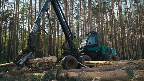 Heavy Forestry Machine Delimbs And Buck Tree In Dense Forest. Timber Logging For Wood Production. Industrial Harvester For Timber Logging. Timber Logging To Manufacture Lumber. Mechanical Vehicle.