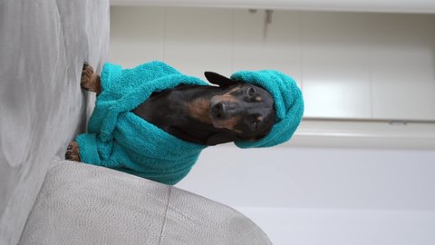 Funny purebred dachshund puppy in cozy bathrobe and head wrapped with soft towel sits on light grey couch IN room close vertical shot