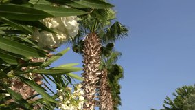 Palm trees stretch into the blue sky.