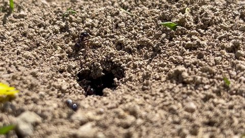 Ants working hard at his home, close view of the hole