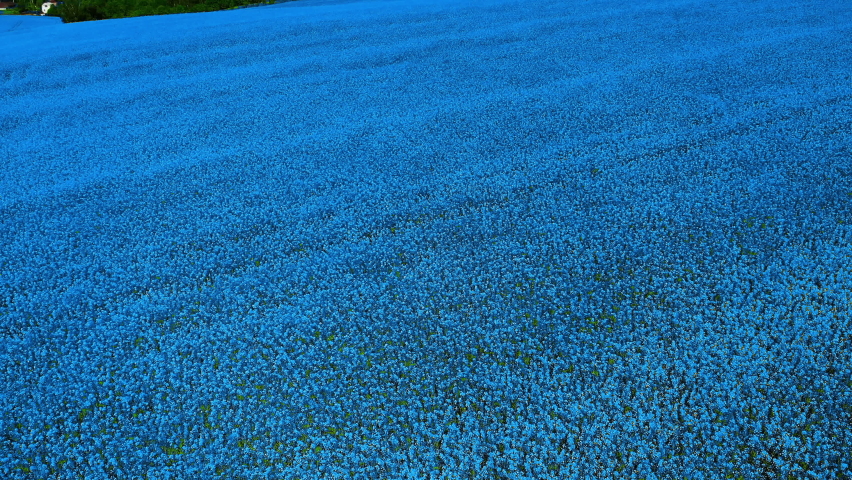 flying over blue color field, aerial shot from drone, inspirational wonderful nature