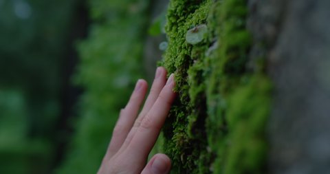 Female fingers gently touch tree bark covered in green lush moss. Saving planet, green generation z environment conscious. Rainforest conservation, saving environment, green movement