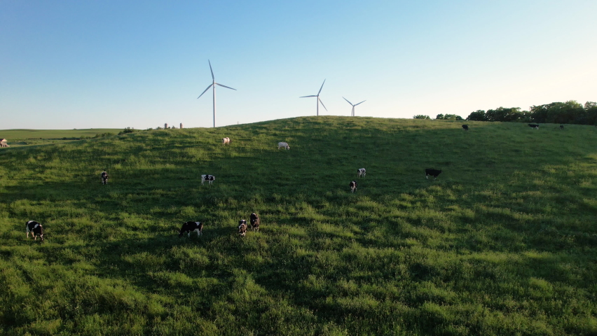 cows grazing in evening pasture with windmills renewable energy 