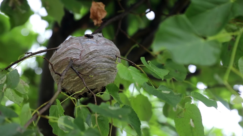 Wasps Nest Is Hanging On Stock Footage Video (100% Royalty-free 