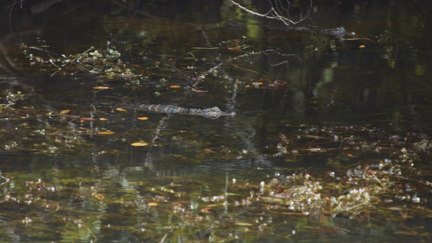 Baby Alligator swimming in the swamp in the everglades