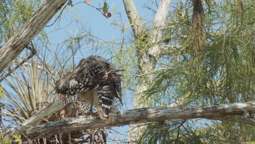 Red Shouldered Hawk Peering his feathers on a tree in The Everglades