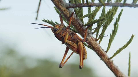  Close up of Giant Grasshopper hanging in a plant in the everglades