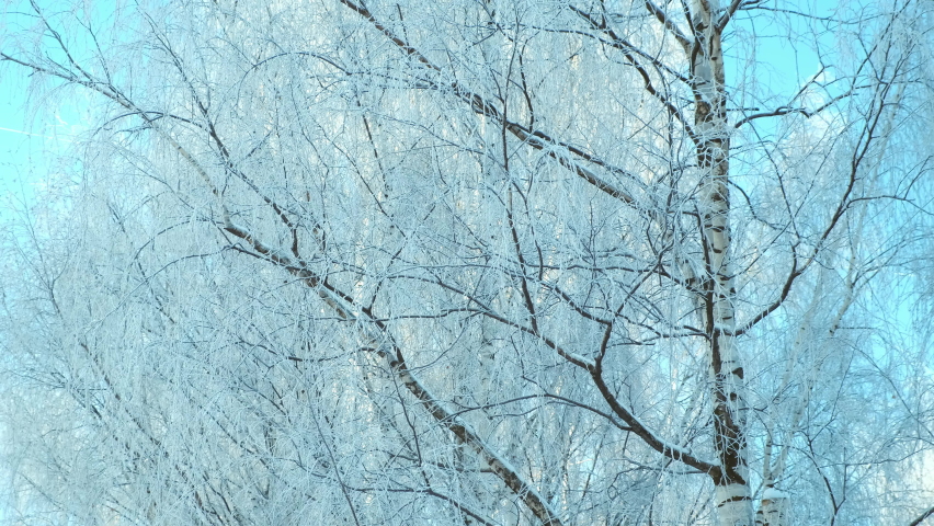 Beautiful birch tree completely covered snow on blue sky background. Nature in winter season. Freezing cold weather. Sunny frosty day.