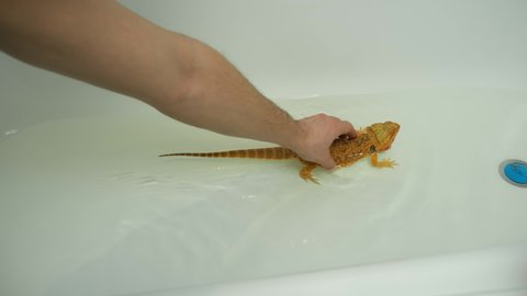 A man bathes a baby bearded agama in the bathroom in clear warm water, closeup view. Exotic domestic animal, pet. The content of the lizard at home. Cute amazing animal from Australia.